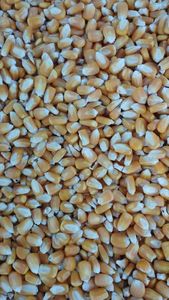 标准玉米袋 60kg