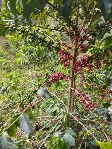 Café de especialidad de Colombia de alta calidad 