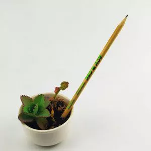 lápis de semente plantável