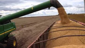 SOYBEANS IN GRAOS