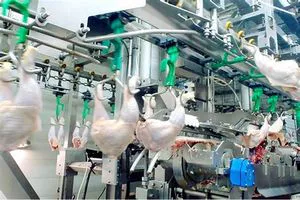 Frango, Galinha, Chicken paws, Chicken Feet, Pés de galinha,...