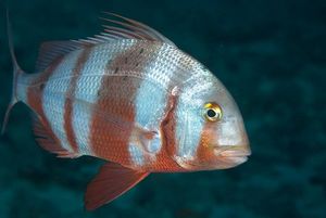 条纹孔雀鱼 / 乌拉诺斯卡鱼 / 大眼牙鱼 / 大船长 / 巫妖