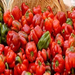 Preço fresco de habanero pimenta atacado