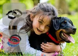 Pet Dog Products, Pet Collar, Sales promotion, Dog House, Leash...