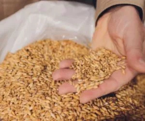 Wheat