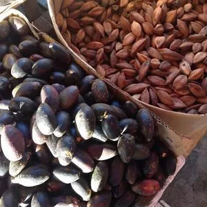 Pili nuts for sale