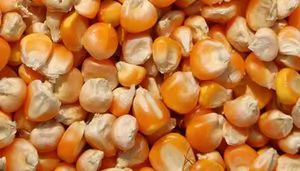 Affordable price dried yellow maize for animal feed and human...