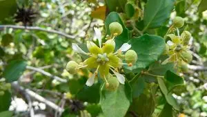 Corteza de Quillaja Saponaria