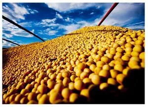 SOJA - EM GRÃOS  EXPORTAÇÃO
