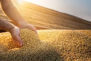 Soya GMO