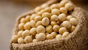 Soy