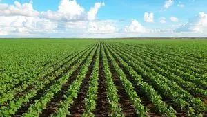 认证种子;大豆;玉米;小麦;燕麦;SIP;谷物;谷物;脉冲;爆米花;鹰嘴豆;扁豆;