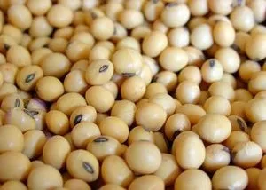 非转基因大豆