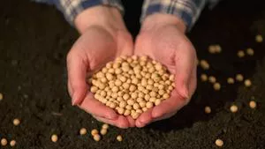 Soybeans