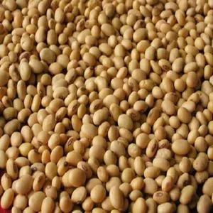 最优惠价格黄大豆