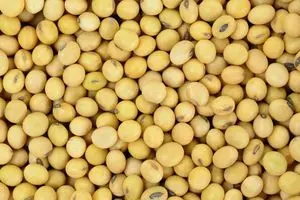 Soja, NÃO OGM, grau 2 (adequado para consumo humano)