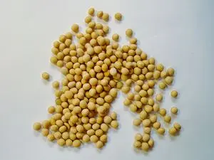 索贾转基因e非转基因