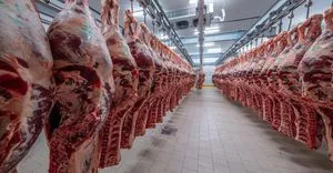 frozen beef