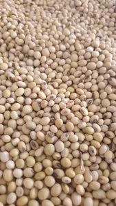 Soybean Non GMO #1