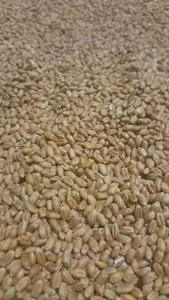 Trigo de moagem macia – NÃO-OGM (para fazer pão)