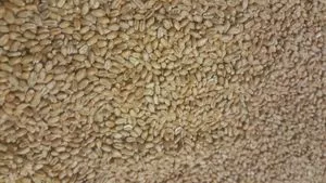 HARD DURUM WHEAT NON-GMO (for making Pasta, Couscous, special...