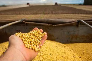Maíz GMO / NO GMO - Consumo Humano