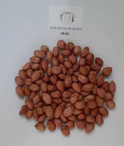Peanut