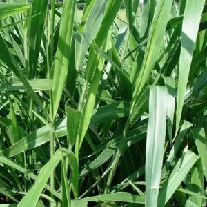 Brachiaria Brizantha Marandú