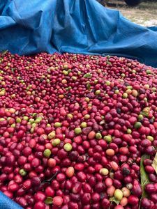 CAFÉ ROBUSTA AMAZÔNICO