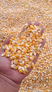 Yellow Corn for Human Consumption and Animal Feed