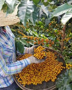 Granos de café verdes