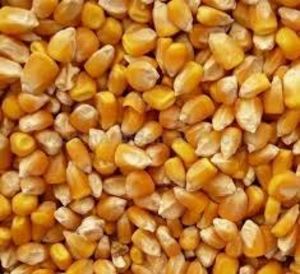 MAIZ AMARILLO （NO GMO / GMO）