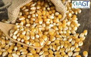 Maíz Amarillo （GMO/Non-GMO）