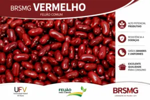 Frijoles rojos