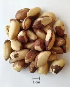 Brazil Nut