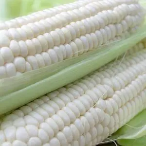 White corn