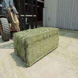 Premium Quality Alfalfa Hay for Rabbits Horses and Cattle Buy...