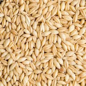 Buy Premium Quality Barley with Fast Delivery Perfect for...