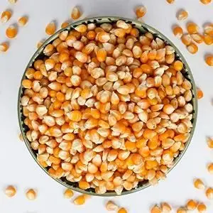 Description of Yellow Corn for Animal Feed