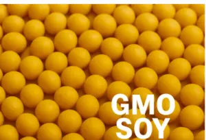 GMO SOYBEANS FOR HUMAN CONSUMPTION – EXPORT GRADE