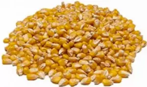 YELLOW GMO CORN – ANIMAL FEED – EXPORT GRADE
