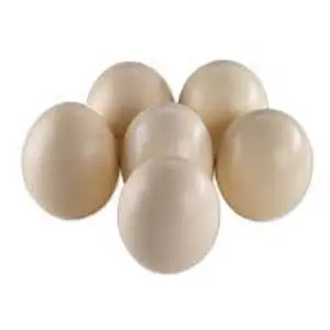 Buy ostrich eggs bulk