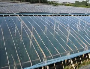 Película de gran placa para uso de plántulas