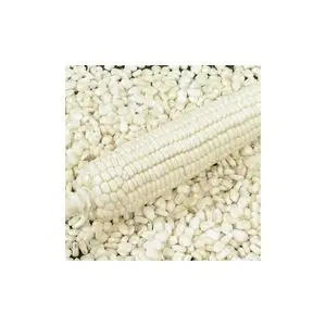 High-quality white maize available in bulk 