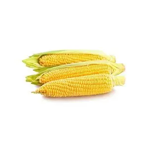 Yellow maize available in bulk for global food 