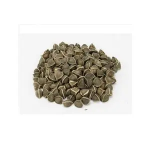 Semillas de moringa con larga vida útil 