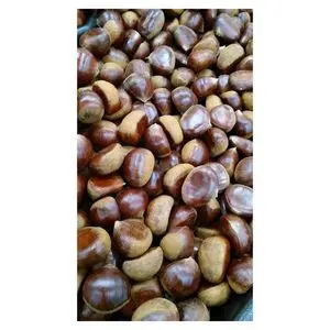 Castanhas frescas cruas em estoque para compra a granel 