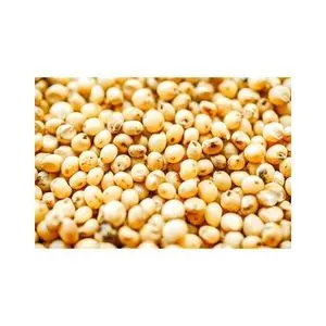 Bulk sorghum grains wholesale available at cheap price