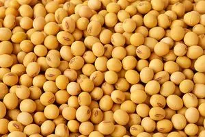 Soybean
