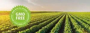 Non-GMO Soybean